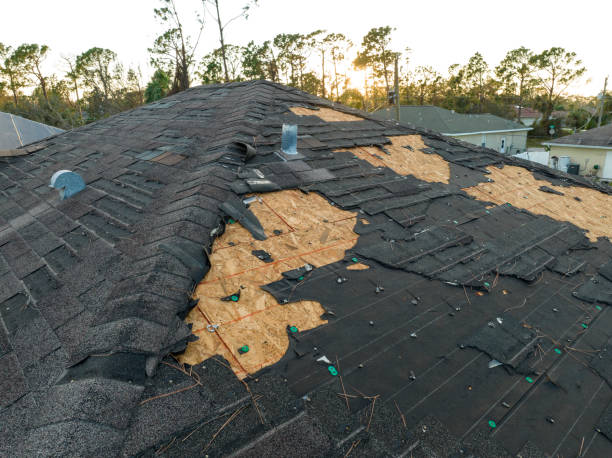 Best Roof Moss and Algae Removal  in Palmview South, TX
